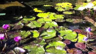 Nymphaea - Water Lily