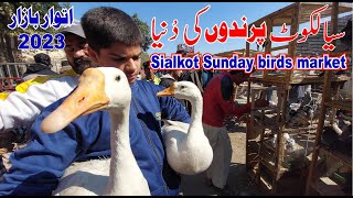 Sialkot Sunday Bird Market: Watch The Birds Trade And Fly Around In This Fun Market!