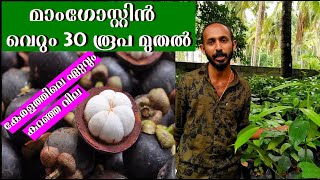 Mangosteen Malayalam മാംഗോസ്റ്റിൻ ചെടികൾ ഏറ്റവും കുറഞ്ഞ വിലയ്ക്ക് Peppan Agricultural Farm Mannuthy