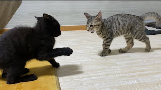 子猫達のプロレスごっこ！