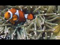 Never-Before-Seen Footage of Clownfish Hatching