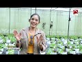 මාසෙට ලක්ෂ 4ක ආදායමක් ගේන ‌නයි මිරිස් 🌶 smart agriculture ep 11 2024 12 08 jaya tv sri lanka