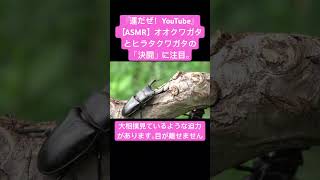 【ASMR】オオクワガタとヒラタクワガタの「決闘」に注目。 #sdgs #クワガタ #虫の音 #asmrchewing #asmr #昆虫 #虫の声 #asmrtriggers #insects #虫