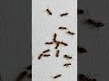 i gave a drop red sugar liquid 💧🐜🐜🐜 ants timelapse shorts