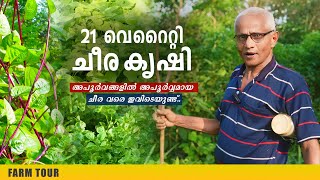 21 വെറൈറ്റി ചീര കൃഷി; അപൂർവങ്ങളിൽ അപൂർവ്വമായ ചീര വരെ ഇവിടെയുണ്ട്.. | Spinach Cultivation Malayalam