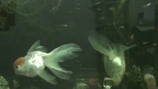 Playtube Pk Ultimate Video Sharing Website