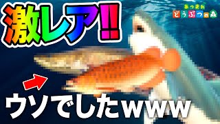 【あつ森】実はレアじゃない魚ランキング TOP5【あつまれ どうぶつの森】