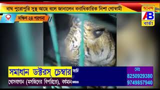 রবিবার গভীর রাতে অবশেষে খাঁচাবন্দি মৈপিঠের বাঘ।