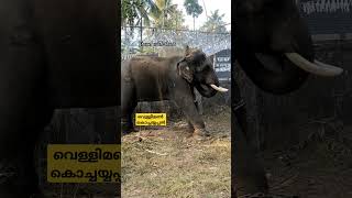 🐘ഇവൻ മണ്ണ് വാരി കുഴിയാക്കുമോ? എങ്കിൽ അടുത്ത തവണ കിണറു കുഴിക്കാൻ വിളിക്കാം.#elephant #aana #aanapremi