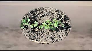 Bannerman Canola Demo