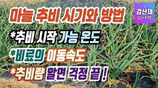 [텃밭] 마늘 밭에 효율적인 추비 주기를 알기 위한 몇 가지 상식!