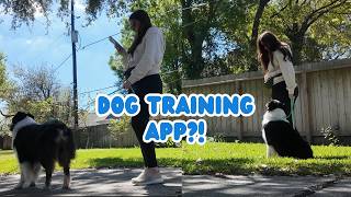 Training My Dog With PawChamp: Does This App Actually Work? Full Review