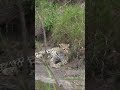 Watch this ADORABLE leopard cub almost fall down a tree looking for Mom