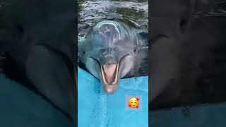 Cute 🥰 dolphin 🐬 sound #shorts #dolphin voice dolphin park dolphin resort such cute water world