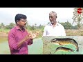 வவ்வால் மீன் வளர்ப்பில் அதிக வருமானம் pomfret fish farming in tamil village thamizha village