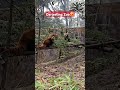 only in darjeeling zoo red panda best zoo in india darjeeling tour travel darjeeling redpanda