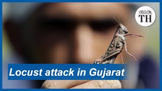 Gujarat faces a massive locust invasion