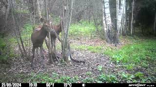 Curious young red deer! Caught on Spypoing Camera/Ziņkārīgs briedis