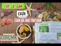 Cây Lá Gan- Địa chỉ bán cây lá gan Thanh Bình tại TPHCM giá tốt nhất