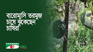 চাঁপাইনবাবগঞ্জের ভোলাহাটে বারোমাসি তরমুজ চাষে ঝুঁকেছেন চাষিরা