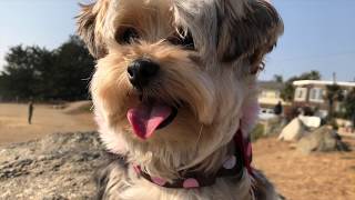 Nina, the incredible Morkie! | Central Coast: Off-Leash K9 Training