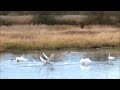 北海道　餌場へ向けて飛び立つオオハクチョウ