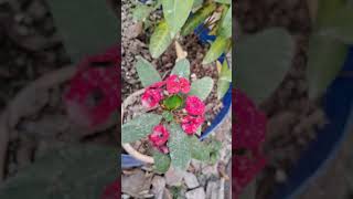 Garden#niceflower#bougainvillea#garbera#minivloge#viral#beautiful