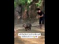 เด้งเป็นสาวเป็นนางนะพี่เบนซ์😂🐽 ad hippo animals shortvideo funny