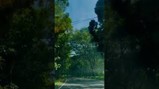 Mesmerizing Drive Through a Dreamy Forest Road 🌿🚗 #fypシ゚ #viralshort #onemillionviews