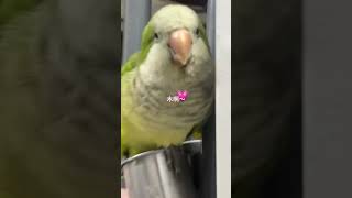 funny and cute Parrots#Parrots #鹦鹉 #和尚鹦鹉 #带标识合法鹦鹉 #手养鹦鹉  #pet #cute