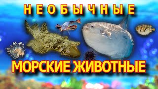 НЕОБЫЧНЫЕ морские животные.🐙 МОРСКИЕ ЖИВОТНЫЕ для детей.🐬 Развивающие мультики