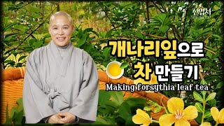 개나리잎차 만들기(Making forsythia leaf tea)