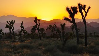 Solo Backpacking in the WILDERNESS | Joshua Tree National Park | Hike, Cook & Camp