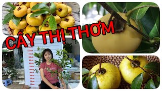 Cây Thị Thơm rất ngon 0386569374 -Hoa kiểng Cái Mơn, Chợ Lách- Ngọc Ngân Bến Tre