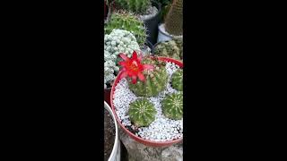 Matucana Polzii Cactus again in Bloom