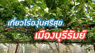 พาเที่ยว ไร่องุ่นศรีสุข เมืองบุรีรัมย์