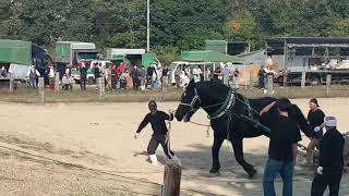 ＃函館草馬場　＃馬　＃レース　＃輓馬