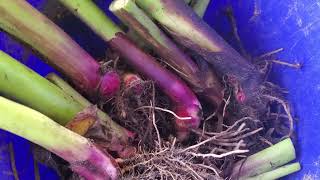 Grow this crop for your emergency food supply! Queensland arrowroot! Canna Edulis. plants for sale!