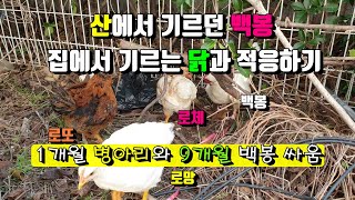 산에서 기르던 백봉 닭을 집으로 데리고 왔는데 집에서 키우던 병아리와 처음에 서열 싸움을 하는 영상입니다. 우연히 찍었는데 너무 재미있어서 올려 봅니다.