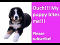 My puppy bites too much! How to stop my puppy biting me!!