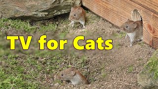 Cat TV ~ Mice Videos for Cats to Watch Extravaganza 🐭 Mouse Fun