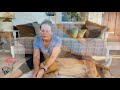 how to massage your dog for relaxation mobility u0026 longevity