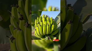 Banana farming #satisfying #shortvideo