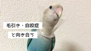 コザクラインコ毛引き・自咬症 #コザクラインコ #毛引き #自咬症