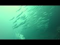 trachurus mediterraneus mediterranean horse mackerel