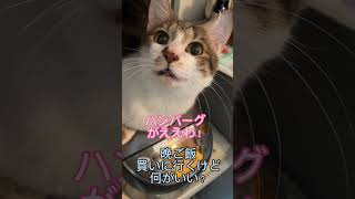 猫達に晩ご飯のリクエストを聞いてみた#shorts