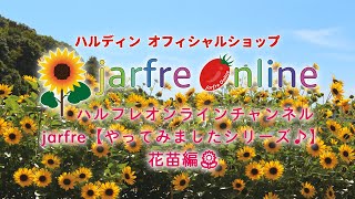 サンビリーバブル(ひまわり)秋植え① jarfre【やってみましたシリーズ♪】2020/9/11