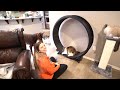 our cats got an exercise wheel one fast cat