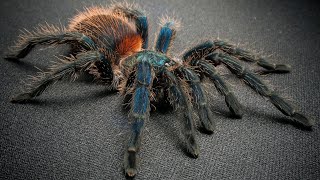 Tarantulas Make The Best Pets