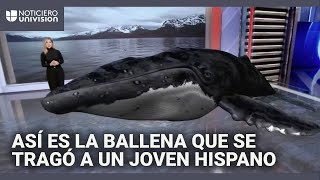 En realidad aumentada: así es la ballena jorobada que se tragó a un joven hispano y luego lo escupió